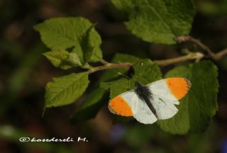 Turuncu Ssl (Anthocharis cardamines)