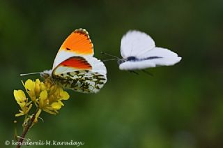 Turuncu Ssl (Anthocharis cardamines)