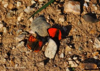 Benekli Bakr Gzeli (Lycaena phlaeas)