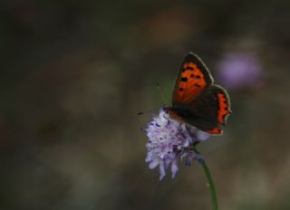 Benekli Bakr Gzeli (Lycaena phlaeas)