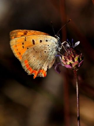 Osmanl Atei (Lycaena ottomanus)