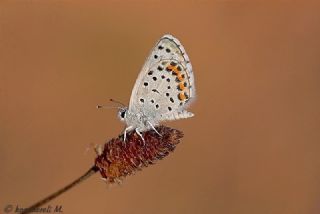 Himalaya Mavisi (Pseudophilotes vicrama)