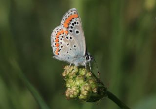 okgzl Esmer (Aricia agestis)