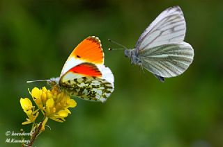 Yalanc Beyazmelek (Pieris pseudorapae)