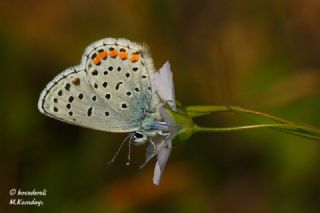 Himalaya Mavisi (Pseudophilotes vicrama)