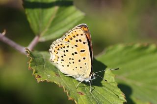 sli Bakr Gzeli (Lycaena tityrus)