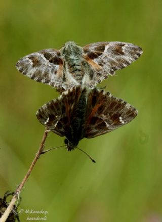 ark Zpzp (Carcharodus orientalis)