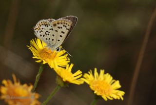 sli Bakr Gzeli (Lycaena tityrus)