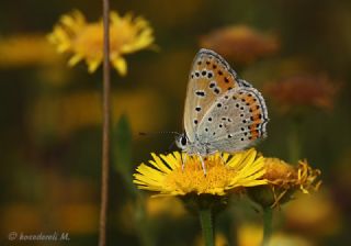 Byk Mor Bakr Gzeli (Lycaena alciphron)