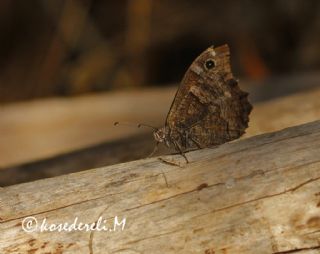 Anadolu Karamelei (Hipparchia fatua)