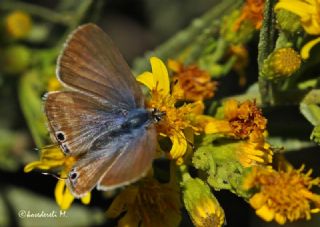 Mavi Zebra (Leptotes pirithous)