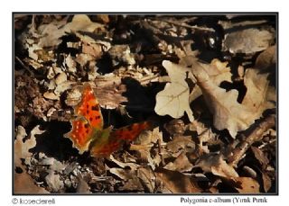 Yrtk Prtk (Inachis c-album)