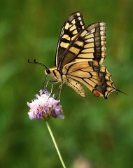 Krlangkuyruk (Papilio machaon)