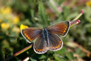 okgzl Mavi (Polyommatus icarus)