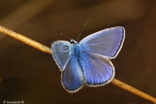 okgzl Mavi (Polyommatus icarus)