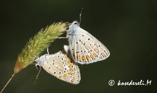 okgzl Mavi (Polyommatus icarus)