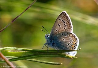 okgzl Mavi (Polyommatus icarus)