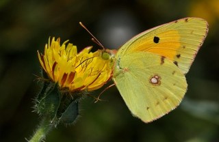 Sar Azamet (Colias croceus)