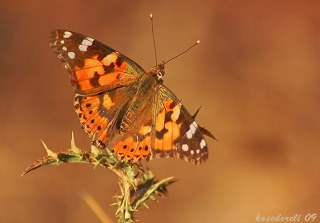 Diken Kelebei (Vanessa cardui)