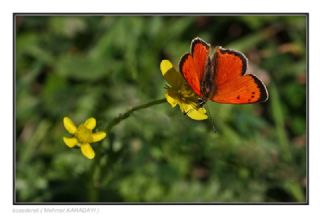 Osmanl Atei (Lycaena ottomanus)