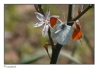 Turuncu Ssl (Anthocharis cardamines)