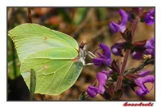 Orakkanat (Gonepteryx rhamni)