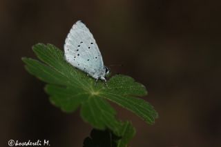 Kutsal Mavi (Celastrina argiolus)