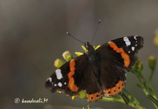 Atalanta (Vanessa atalanta)