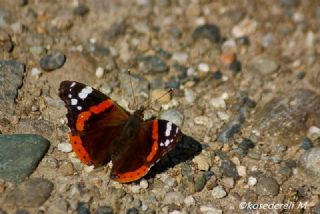 Atalanta (Vanessa atalanta)