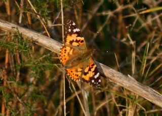 Diken Kelebei (Vanessa cardui)