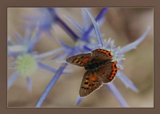 Benekli Bakr Gzeli (Lycaena phlaeas)