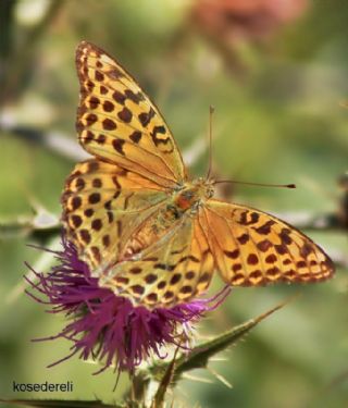 Cengaver (Argynnis paphia)