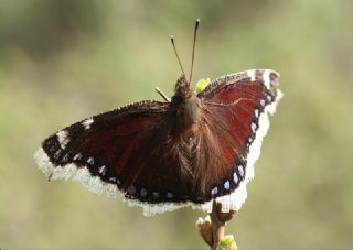 Sar Bandl Kadife (Inachis antiopa)