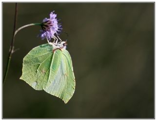 Orakkanat (Gonepteryx rhamni)