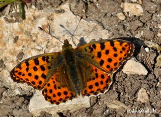 spanyol Kraliesi (Issoria lathonia)