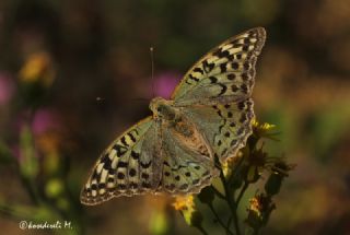 Bahadr (Argynnis pandora)