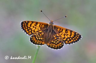 parhan (Melitaea cinxia)