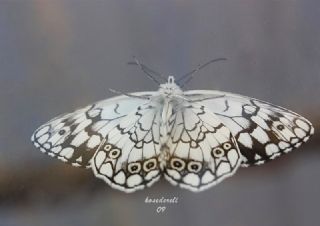 Anadolu Melikesi (Melanargia larissa)