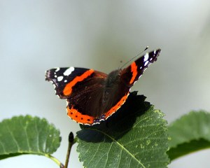 Atalanta (Vanessa atalanta)