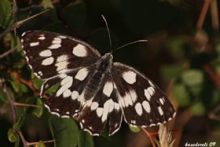 Orman Melikesi (Melanargia galathea)