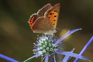 Benekli Bakr Gzeli (Lycaena phlaeas)