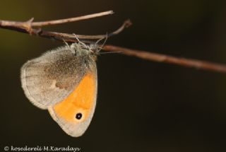 Kk Zpzp Perisi (Coenonympha pamphilus)