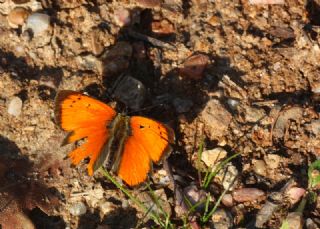 Osmanl Atei (Lycaena ottomanus)