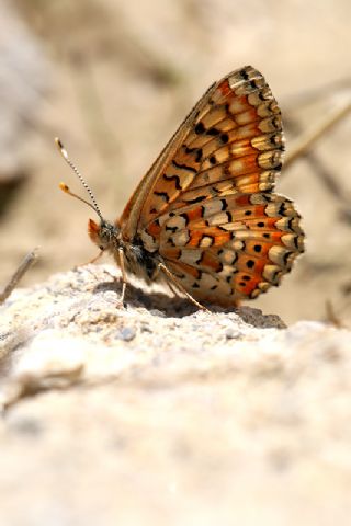 Step Ssls (Anthocharis gruneri)