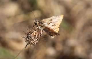 Hatmi Zpzp (Carcharodus alceae)