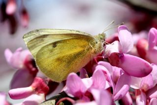 Yalanc Beyazmelek (Pieris pseudorapae)