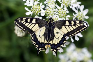 Krlangkuyruk (Papilio machaon)