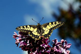 Krlangkuyruk (Papilio machaon)