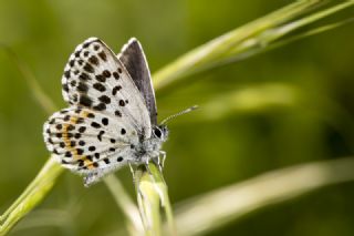 Kara Mavi (Scolitantides orion)