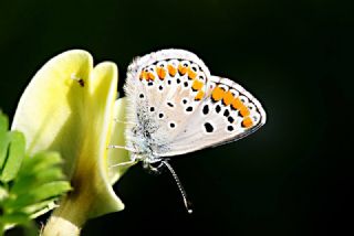 okgzl Esmer (Aricia agestis)